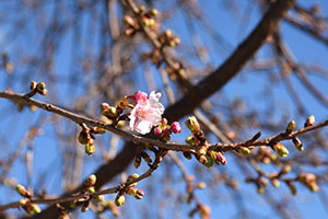 写真：花が開いた河津桜