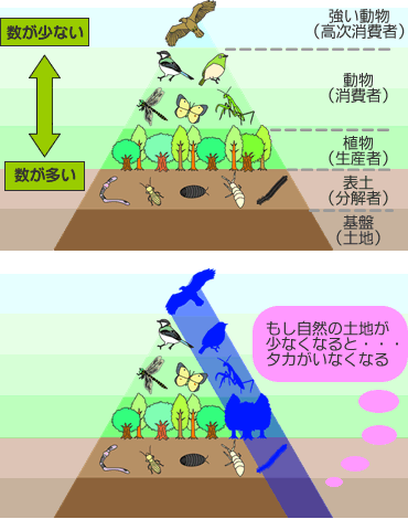 生態系ピラミッドの図