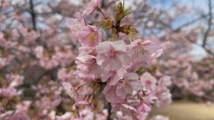 画面キャプチャ：こちら浦安情報局