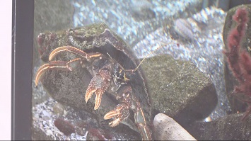 画面キャプチャ：こちら浦安情報局