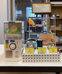 えこガチャビーナス