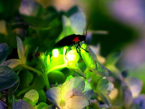 写真：ホタル