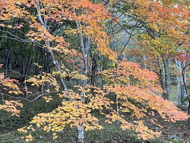 写真：紅葉（散策路）