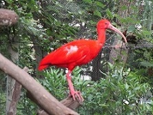 ショウジョウトキ
