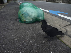 写真：カラス対策のイメージ。ごみ袋をネットで覆っている様子