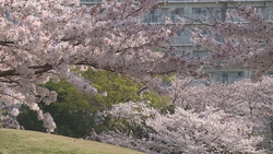 写真：市内の桜の木のようす