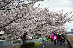写真：満開の桜を見ながらのウオーキング