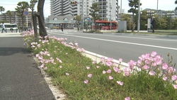 写真：歩道の花の様子