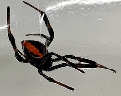 セアカゴケグモ