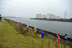 写真：旧江戸川護岸清掃の様子