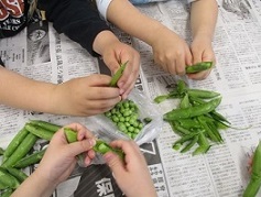 写真：そらまめのさや出しに取り組む園児