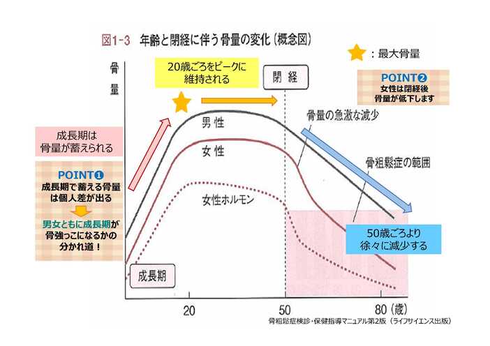 年齢と閉経に伴う骨量の変化についての概念図