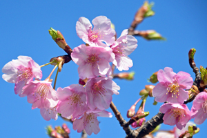 写真：桜の花