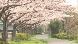 写真：市内の桜の様子