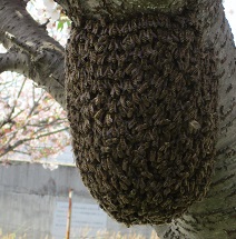 写真：ミツバチの分蜂