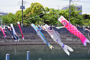 写真：境川の上のこいのぼり