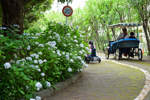 写真：乗り物広場の道路沿いのあじさい