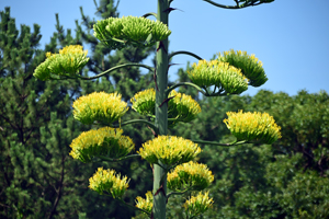 写真:リュウゼツランの花