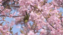 桜の写真