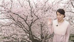 写真：桜の映像と後藤さん