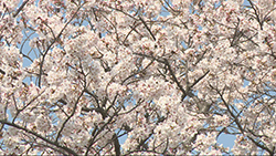 写真:市内に咲く桜