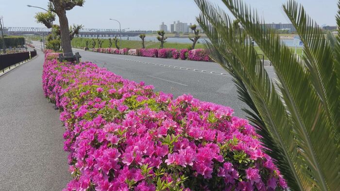 写真：ツツジの花