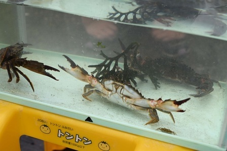 捕まえたカニ