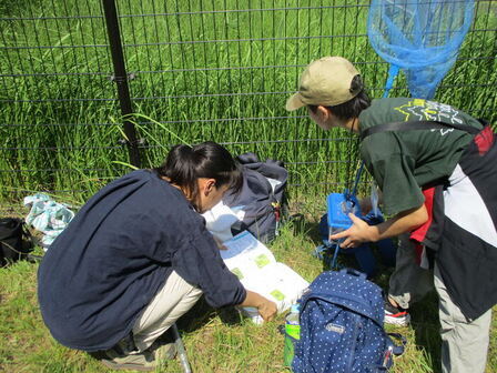 捕まえた昆虫を図鑑で調べる様子