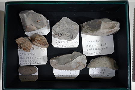 写真：小学校3年生の作品「化石発見記」