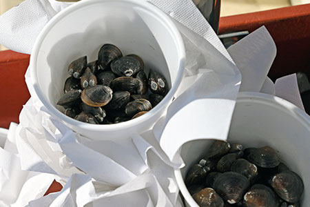 写真:しじみの稚貝