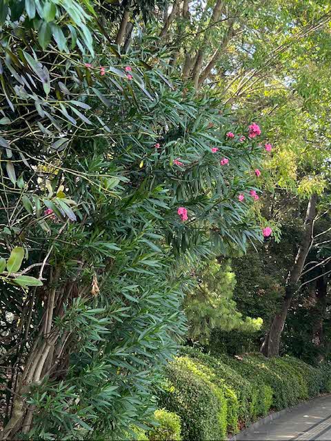 キョウチクトウ例　全体写真