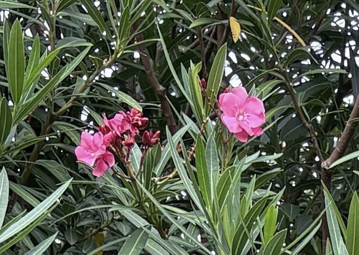 夾竹桃　花・葉拡大