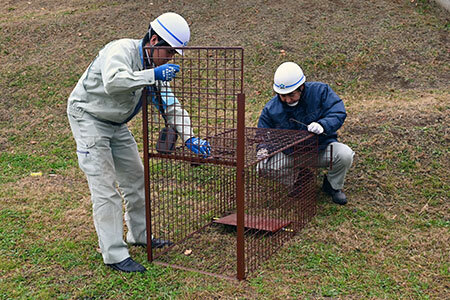 写真:イノシシの檻を設置する様子