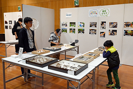 写真：昆虫クラブの展示の様子