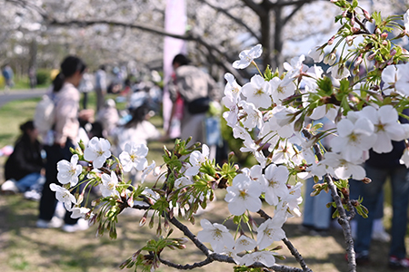 写真：桜