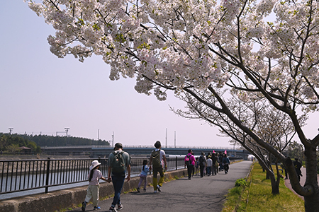 写真：川沿いの桜並木