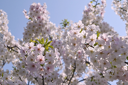 写真：桜