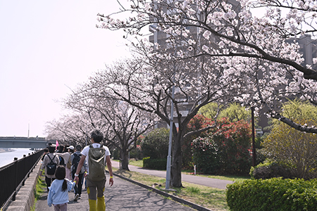 写真：境川沿いの桜並木