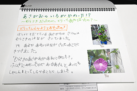 写真:小学校1年生の作品「アサガオのいろがかわった!?」